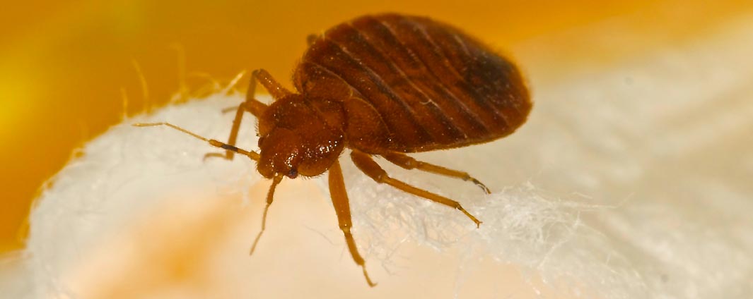 Image of a Bed Bug