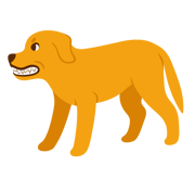 Dog showing aggression