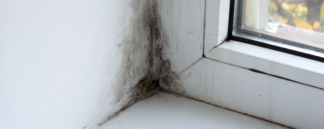 Mould