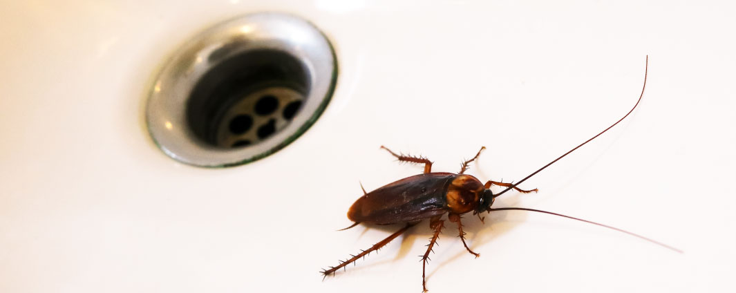Cockroach
