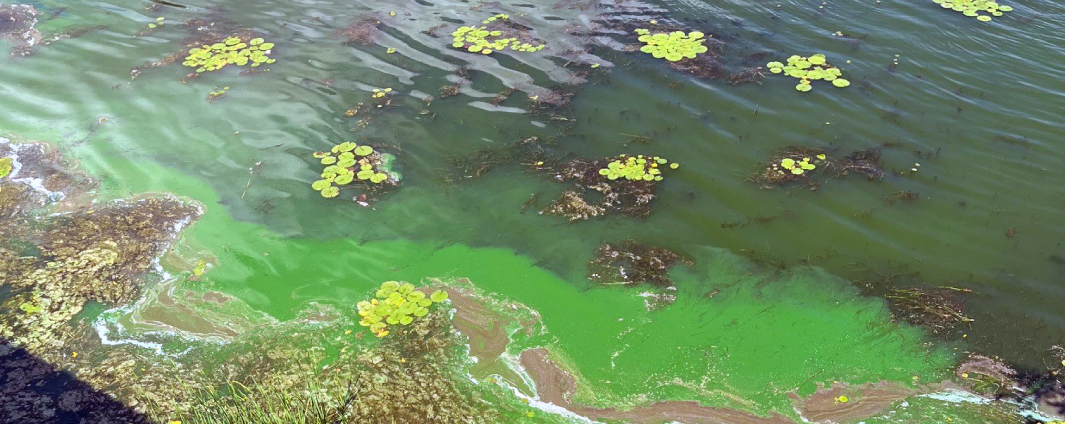 Prolifération de cyanobactéries (algues bleues-vertes) à la surface d'un plan d'eau verdâtre.