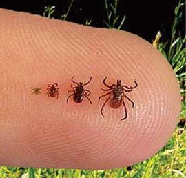 Blacklegged tick life cycle sizes